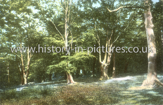 Monks Wood, Epping Forest, Essex. c.1910